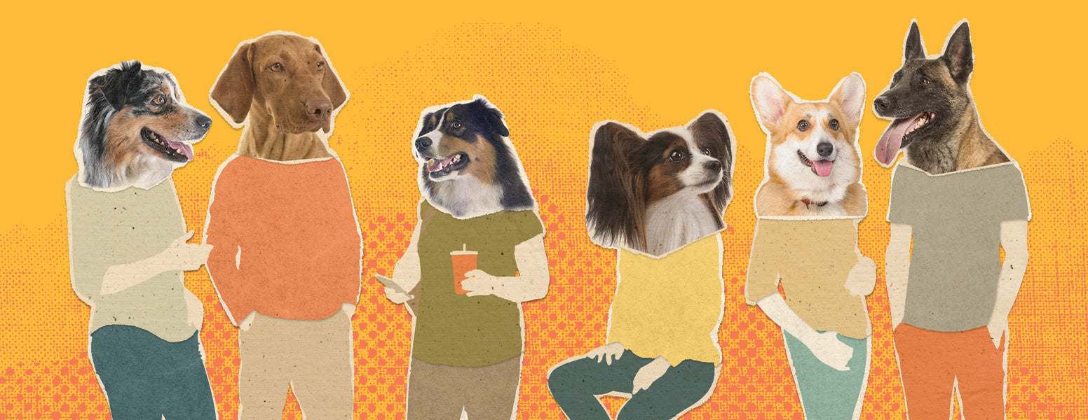 Parques para perros reinventados: Un espacio alegre para perros y personas